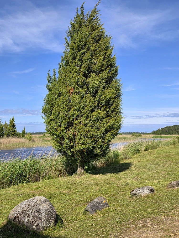 Natural juniper panels for sauna Juniper panels for a luxury sauna interior